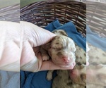 Small Photo #16 Miniature Australian Shepherd Puppy For Sale in SPENCER, TN, USA
