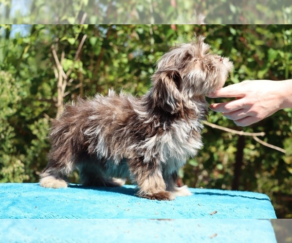 Medium Photo #27 ShihPoo Puppy For Sale in DYERSBURG, TN, USA