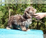 Small #26 ShihPoo