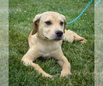 Small #3 Boxador
