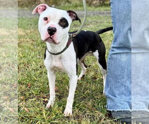 Mutt Dogs for adoption in Pittsburgh, PA, USA