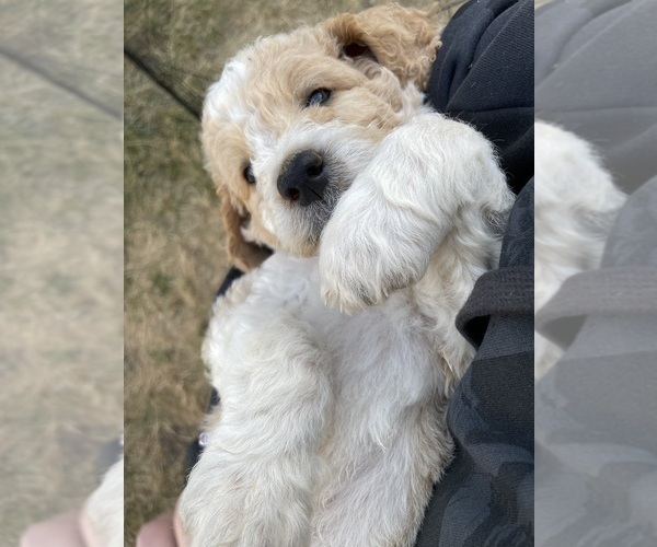 Medium Photo #1 Goldendoodle Puppy For Sale in FOREST GROVE, OR, USA