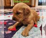 Puppy Puppy 1 Golden Retriever