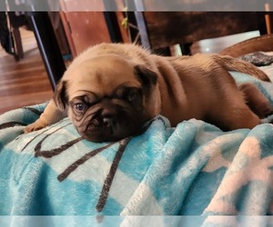 Frenchie Pug Puppy for sale in KNOXVILLE, TN, USA