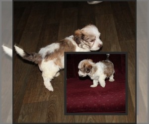 Medium Havanese