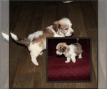 Small Havanese