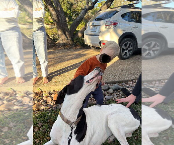 Medium Photo #4 Great Dane Puppy For Sale in Bullard, TX, USA