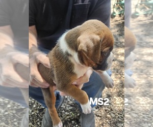 Boxer Litter for sale in GOLDFIELD, IA, USA