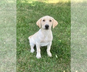 Labrador Retriever Puppy for sale in SACRED HEART, MN, USA