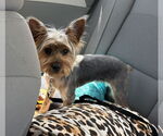 Small #1 Mutt