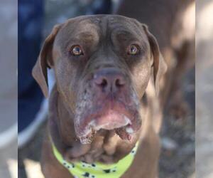 American Bulldog-Unknown Mix Dogs for adoption in San Antonio, TX, USA