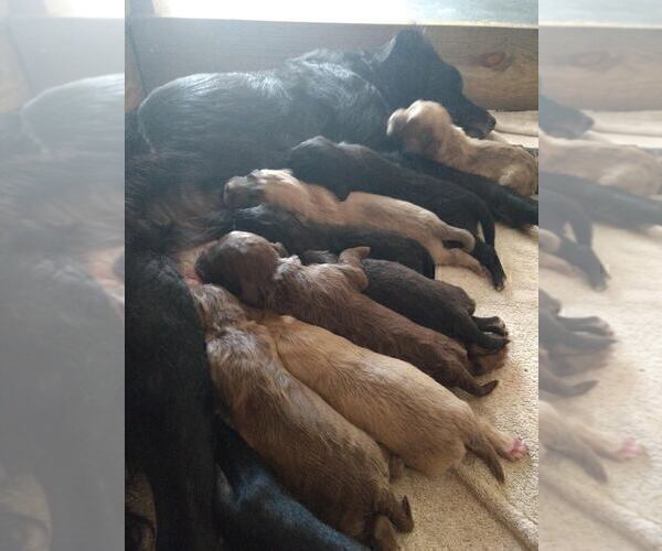 Medium Photo #5 Black Mouth Cur-Labrador Retriever Mix Puppy For Sale in DUNNELLON, FL, USA