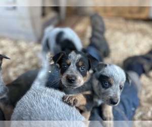 Australian Cattle Dog Puppy for Sale in OREGON HOUSE, California USA