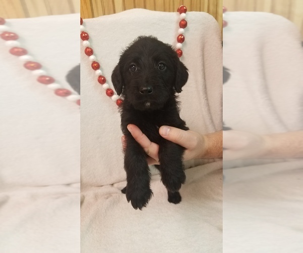 Medium Photo #1 Labradoodle Puppy For Sale in GREEN BAY, WI, USA