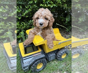 Cockapoo (Miniature) Puppy for sale in MIDDLEBURY, IN, USA