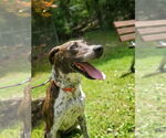 Small #3 Mountain Cur Mix