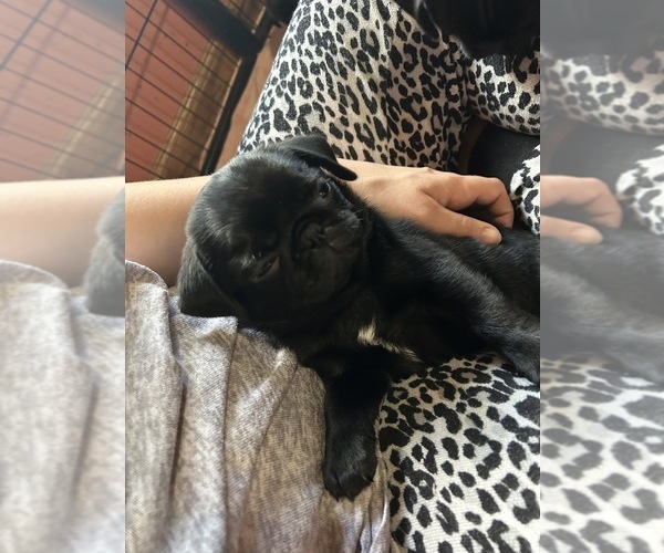 Medium Photo #6 Pug Puppy For Sale in BLOOMINGTON, IL, USA