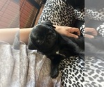 Small #5 Pug