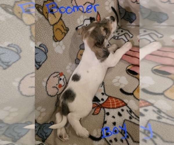 Medium Photo #5 Chizer Puppy For Sale in MONTEZUMA, GA, USA