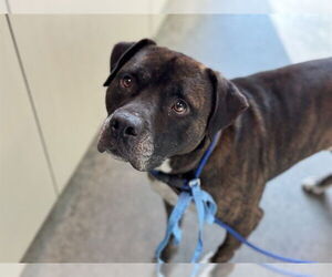 Boxer-Unknown Mix Dogs for adoption in Tavares, FL, USA