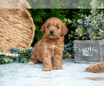 Puppy Tessa Cavapoo