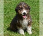 Small Photo #1 Sheltidoodle Puppy For Sale in SHIPPENSBURG, PA, USA