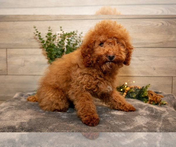 Medium Photo #6 Goldendoodle mix (+ Poodle Miniature) Puppy For Sale in MIDDLEBURY, IN, USA