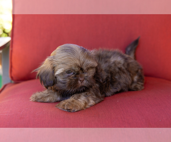 Medium Photo #2 Shih Tzu Puppy For Sale in OAKLEY, CA, USA