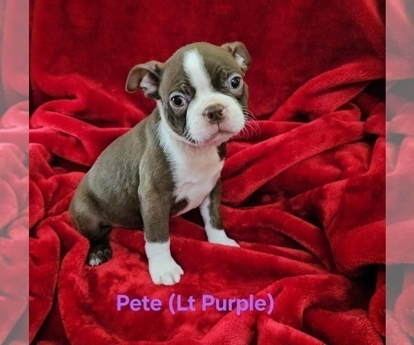 Medium Photo #30 Boston Terrier Puppy For Sale in SALINA, KS, USA