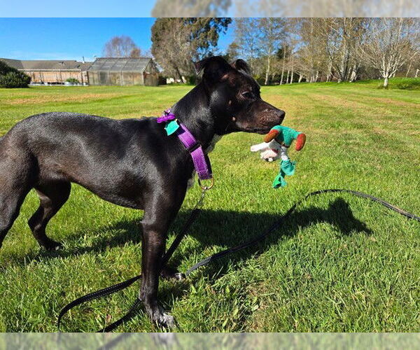 Medium Photo #2 Mutt Puppy For Sale in McKinleyville, CA, USA