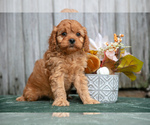 Puppy Max Cavapoo