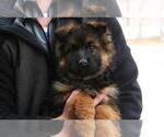 Small Photo #3 German Shepherd Dog Puppy For Sale in MERCED, CA, USA