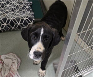 Great Dane-Unknown Mix Dogs for adoption in Placerville, CA, USA