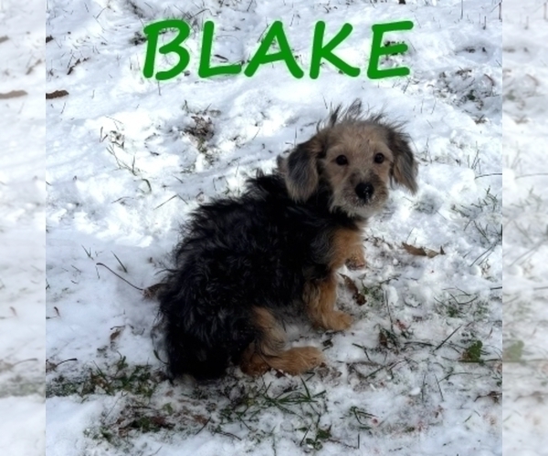 Medium Photo #2 YorkiePoo Puppy For Sale in HARTLAND, MN, USA