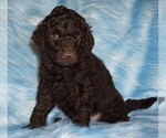 Image preview for Ad Listing. Nickname: BROWN BOY