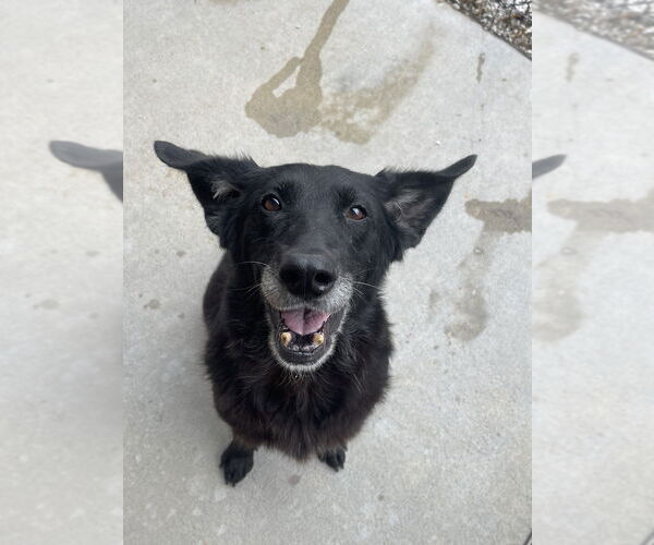 Medium Photo #2 Mutt Puppy For Sale in Bolivar, MO, USA