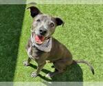 Small #1 American Pit Bull Terrier-Labrador Retriever Mix