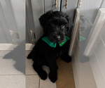 Puppy Puppy 1 Schnauzer (Giant)