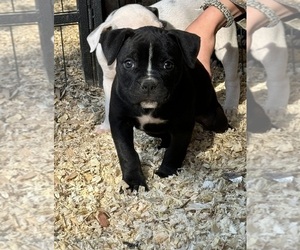 American Bulldog Puppy for Sale in COLUMBIA, Kentucky USA