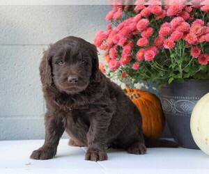 Newfypoo Puppy for sale in FREDERICKSBG, OH, USA