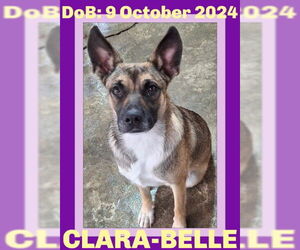 German Shepherd Dog-Unknown Mix Dogs for adoption in Sebec, ME, USA