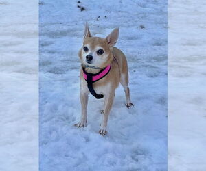 Chihuahua Dogs for adoption in St. Louis Park, MN, USA