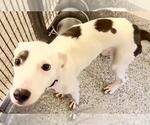Small #1 Whippet Mix