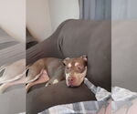 Small #1 Mutt