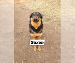 Small German Shepherd Dog