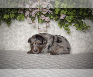 Border Collie-Miniature Australian Shepherd Mix Puppy for sale in ONTONAGON, MI, USA