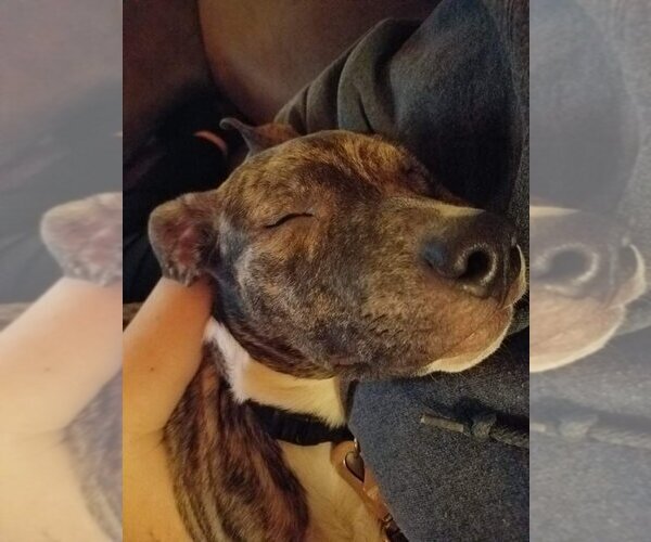Medium Photo #7 American Pit Bull Terrier-Unknown Mix Puppy For Sale in San Bernardino , CA, USA