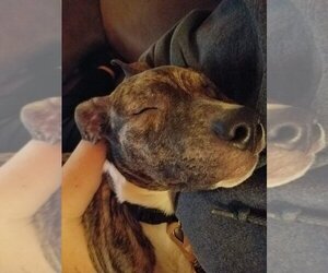 Jinx - Female American Pit Bull Terrier-Unknown Mix Dog for Adoption - Photo #7
