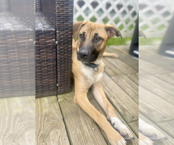 Medium Photo #22 Black Mouth Cur-German Shepherd Dog Mix Puppy For Sale in Brewster, NY, USA