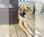 Small #21 Black Mouth Cur-German Shepherd Dog Mix